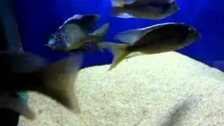 Lethrinops marginatus mvunguti
