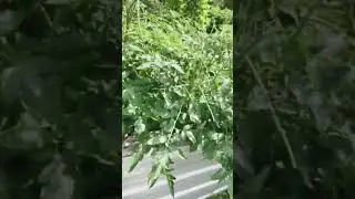 Что это за гусеница? В какую бабочку она превращается? #гусеница #сад