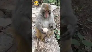 New Monkey Funny 🤪🤣