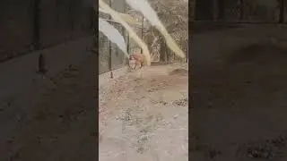 Kanpur Chidiyaghar 🐯ll Tiger 🐅 #animals #cheetah #tiger #shorts
