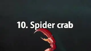 Top ten largest animals on earth