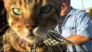 Boss bengal
