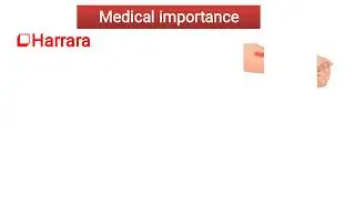 Sandfly (Phlebotomus) الذبابة الرملية