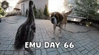 Emu Life Day 66 - Baby Ostrich teases Sarah dog