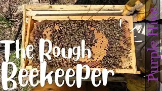 A Little Too Rough With My Bees | The Purple Hive Inspection | Aussiebeekeeping | 22-9-22