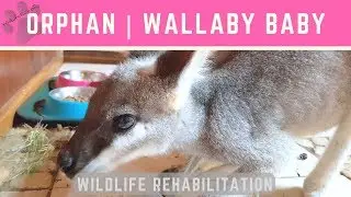 Orphan | Wallaby young female eating