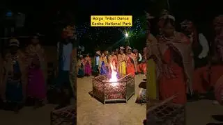 Baiga Tribal Folk Dance | Kanha Jungle Camp | Madhya Pradesh #wildlifeexperience #tiger #wildlife