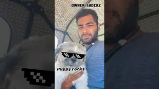 Puppy rocks 🐶Owner Shockz 😂😂 #puppy #dogs #comedy #shorts