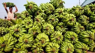 how work in banana farm lebor  Sindh Pakistan