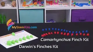 Darwin's Finches Kit & Camarhynchus Finch Kit