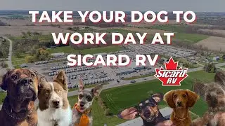 Take Your Dog to Work Day at Sicard RV