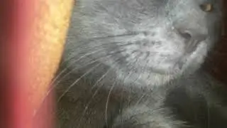 Уувв видео видео...(на голосе фильтр)
