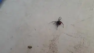 #redback#australia#shorts호주에서 이거미를 보면 무조건 도망가십시오....