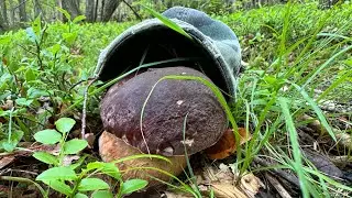 FUNGHI PORCINI 2024🔴TANTO DI CAPPELLO 🔴MAGGIO