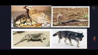 G11_Myanmar_Poem_နွေဦးကာလမြူထသောခါ_Part_2