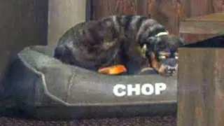 Chop is getting old...