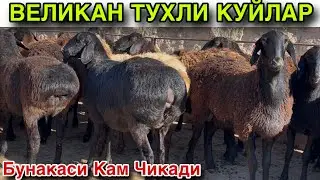 Кам Чикади Бунакаси☎️+998 99 135 1900
