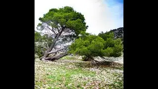 La Foret Domaniale Du Luberon