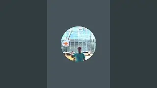 Gogó choroso 🥇  está ao vivo!