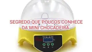 O que fazer para ter um ótimo resultado na mini chocadeira! Dicas🥚🐣