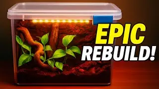 The ULTIMATE Ball Python Terrarium Transformation (Full Rebuild)