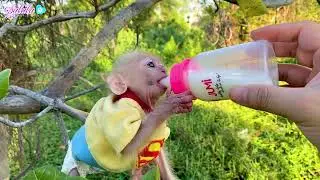 Naughty baby monkey LaLa refuses to go home
