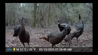 March 2025 Wildlife cam videos from the Georgia Marsh
