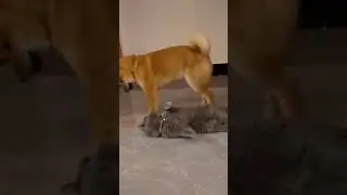 I don't want peace.. i want problems! always!!! #cats #dogs #funny #funnyanimals #funnydogs #animals