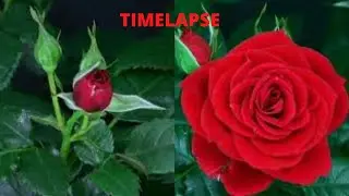Red Rose Blooming | Flower |