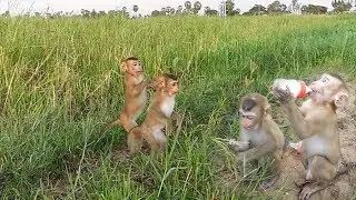Wow Dodo Mori Enjoy Their Life In Nature With Mom, Dodo Mori Searching Nature