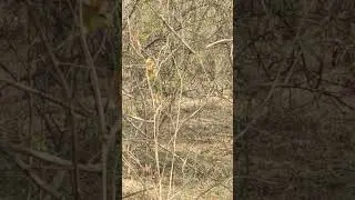 #shorts #nature #peacock walk