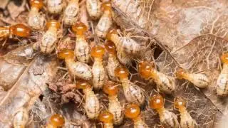 Wood Destroying Insect Inspections | Freehold, NJ - Freehold Pest Control, Inc.
