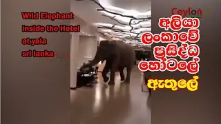 wild elephant in the hotel at yala #elephant #wildlifesrilanka