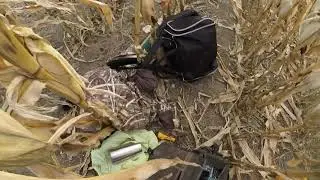 Hunting Ducks in standing corn!!WE GOT A BAND!!