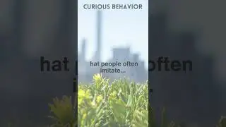 Unveiling Curious Behavior: The Intriguing Pathway to Understanding Psychology