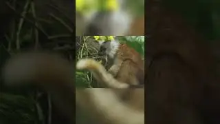 Lemur Party: The Wild Night They Get Tipsy on Toxic Millipedes!