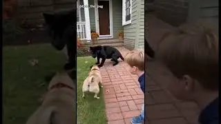 This pug has ZERO fear!  fearless 🐶🐾 #shorts