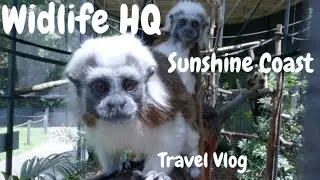 (Wildlife HQ Zoo) Sunshine Coast, Queensland. Monkeys are just awesome and cute. walking tour 4K