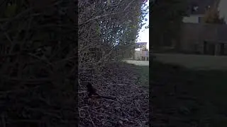 Eastern Towhee singing