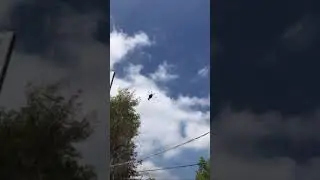 CH-53D Flyover *No Sound*