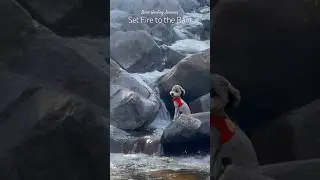Set Fire to the Rain #shorts#poodle#baro#healing#Adele