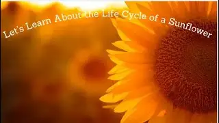 Let's Learn About the Life Cycle of a Sunflower