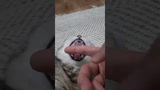 cat yawning and owner put finger in his mouth #funny #shortsvideo #kitten
