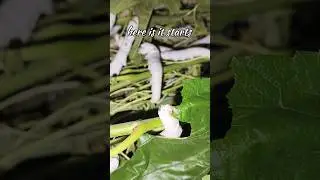 रेशीम शेतीतून उत्पन्न फक्त 22 दिवसात । # silk #farming #reshim #agriculture #silkfarming #nature