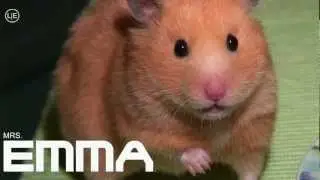 Hamster is interested Mrs. EMMA the HAMSTER (45) cute Pets & Animals