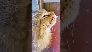 Вилли и Джерри#helenared#cat#мышь