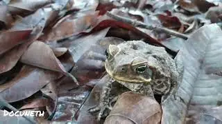 Cane Toad's Mating Season