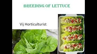Lettuce Breeding || Origins and genepools |Morphological types| FLORAL BIOLOGY | BREEDING METHOD ||
