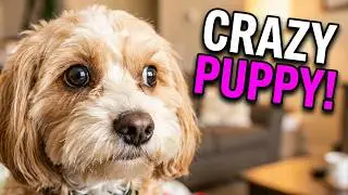 Cavapoo Puppy Snuggle Battle!