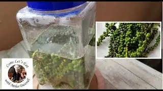 Brining Fresh Peppercorn